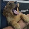 motherofgoldens